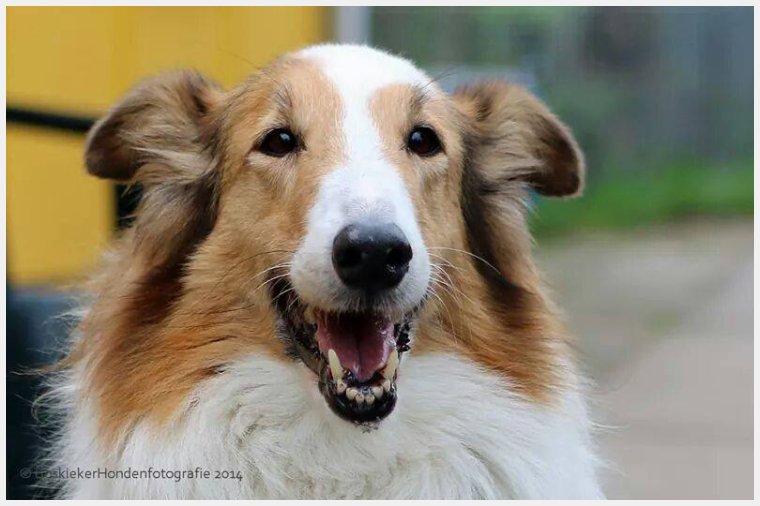 Schotse Herdershond voor herplaatsing door Collie in Nood